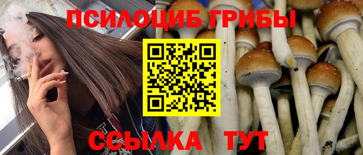Псилоцибиновые грибы Psilocybe Димитровград